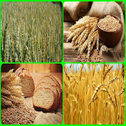 super wheat cultivation
