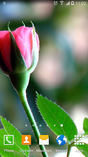 Roses Wallpaper Screen 3