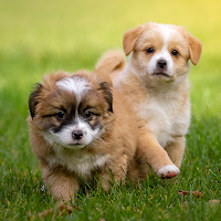 Puppy Wallpapers HD