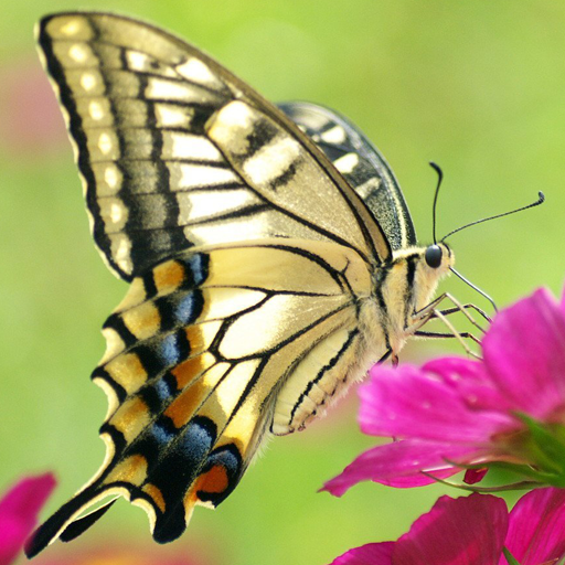 Butterfly Live Wallpaper HD 4K