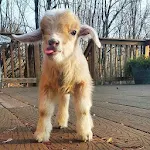 Cover Image of Tải xuống Goat Wallpapers HD 1.0 APK