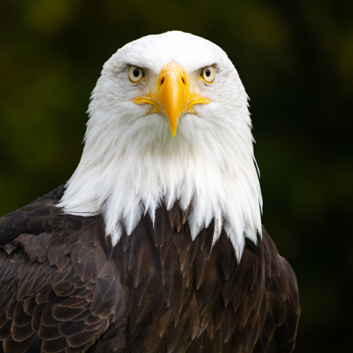 Bald Eagle Sounds logo