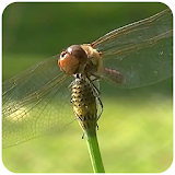 Real Dragonfly Live Wallpaper icon