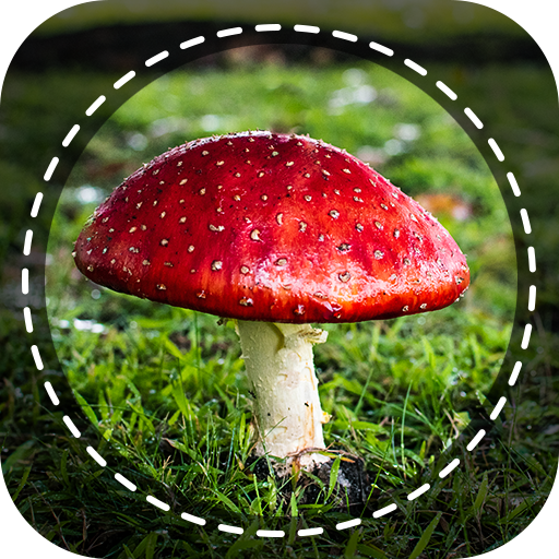 Mushroom ID: Fungi finder Download on Windows