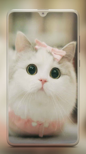 Kitten Cute Cat Wallpaper HD