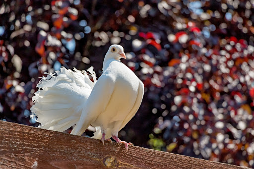 Pigeon Wallpaper HD Screen 3