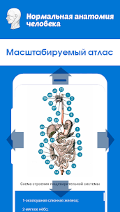 Нормальная анатомия человека APK for Android Download 4