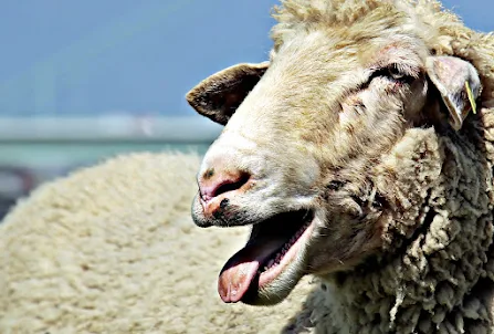 Sonido de oveja