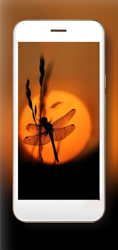 Dragonflies Lake Wallpaper