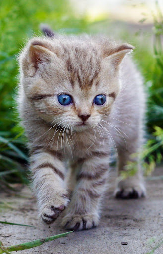 Kittens cats cute wallpapers Screen 3