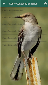Screenshot 5 Cenzontle Canto android