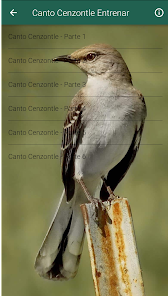 Captura 5 Cenzontle Canto android