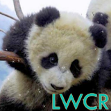 baby panda lwp icon