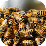 Bee Swarms War - Race The Army Apk