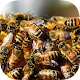 Bee Swarms War - Race The Army Laai af op Windows