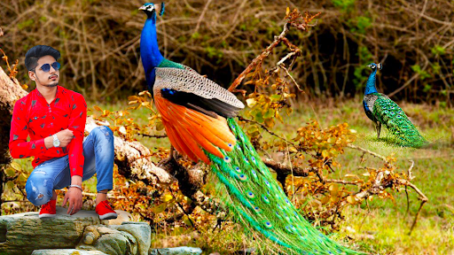 Peacock Lyrical Photo Editor