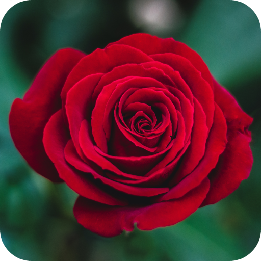 Download Red Rose Wallpaper Free for Android - Red Rose Wallpaper APK  Download 