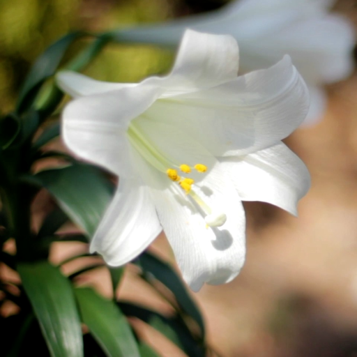 Easter Lilies Wallpaper Pro for  Android – Latest Version & Features app icon
