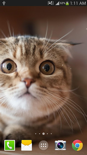 Cat Live Wallpaper Screen 3