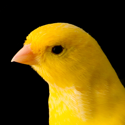 Canto Canario logo