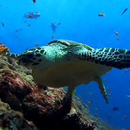 ಐಕಾನ್ ಚಿತ್ರ Sea Turtle. Live wallpaper.