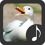 Duck Sounds Apk