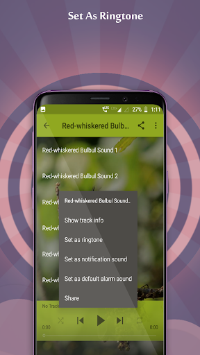 Red-whiskered Bulbul Sounds Screen 3