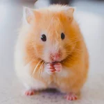 Cover Image of Download Hamster Wallpapers  APK