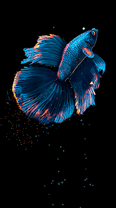 Blue fighter fish wallpaper best sale