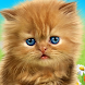 Talking baby cat. Talking game - Androidアプリ