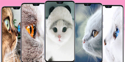 Cat Wallpapers Cute Kitten Images التطبيقات على Google Play
