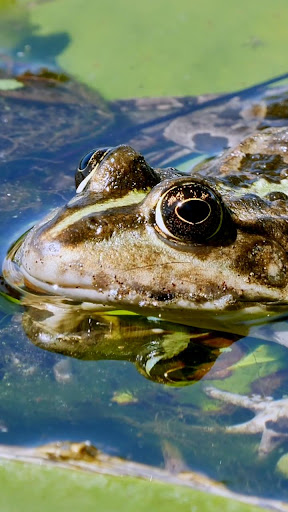 Android application frog wallpaper screenshort