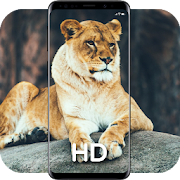 ? 200+ Lion Wallpapers (HD / 4K) Lion Backgrounds