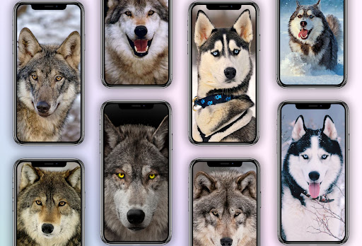 Husky Dog Wallpaper