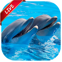 Dolphin Live Wallpaper icono