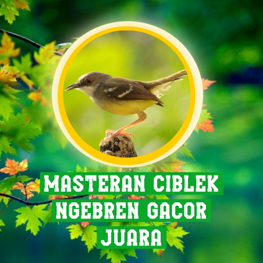 Masteran Ciblek Ngebren Gacor
