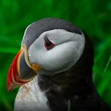 The atlantic puffin wallpapers icon