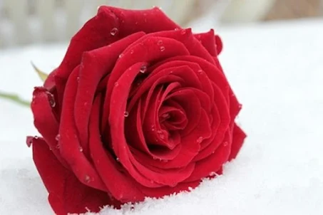 Rosas Rojas De Amor