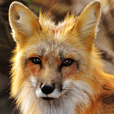 fox background icon