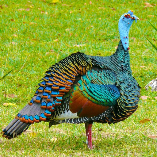 Turkey Photos wallpaper logo