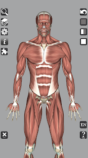 3D Bones and Organs (Anatomy) 5.3 Screenshots 2