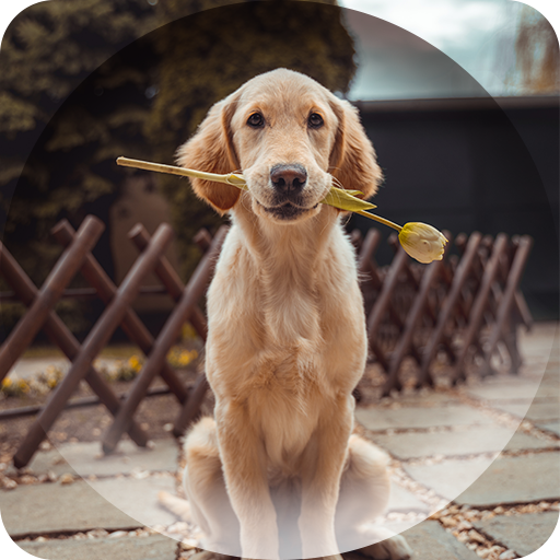 Dogs Wallpapers logo