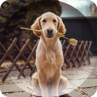 Dogs Wallpapers apk