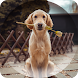 Dogs Wallpapers - Androidアプリ