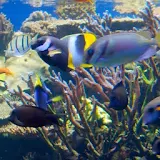 Tropical Fish Wallpaper Images icon