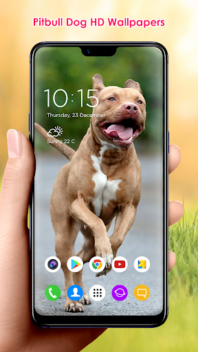 Pitbull Dog HD Wallpapers