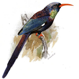 Bird Identification icon