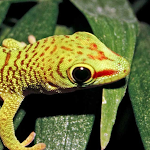 Cover Image of Tải xuống Gecko Sounds  APK