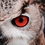 Cover Image of Download Owl Wallpaper 1.0.7 APK