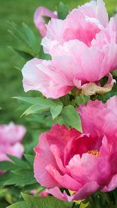 Pink peony wallpaper